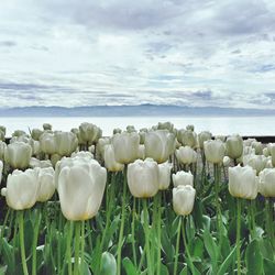 Scenic view of field against cloudy sky