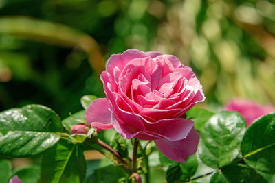 Close-up of pink rose