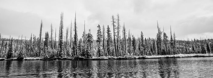 Scenic view of tree against sky