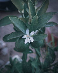 Close-up of flowering plant