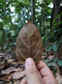 Close-up of hand holding leaves