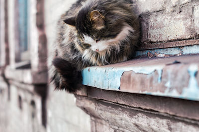 Cat lying on wall