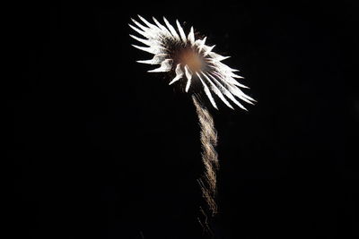 Close-up of dandelion against black background