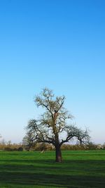 Trees on grassy field against blue sky