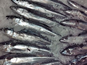 Close-up of fish in market