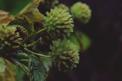 Close-up of plant against blurred background