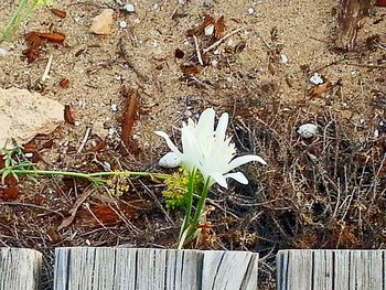 Close-up of flowers against water