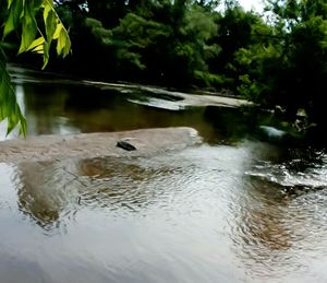View of birds in calm lake
