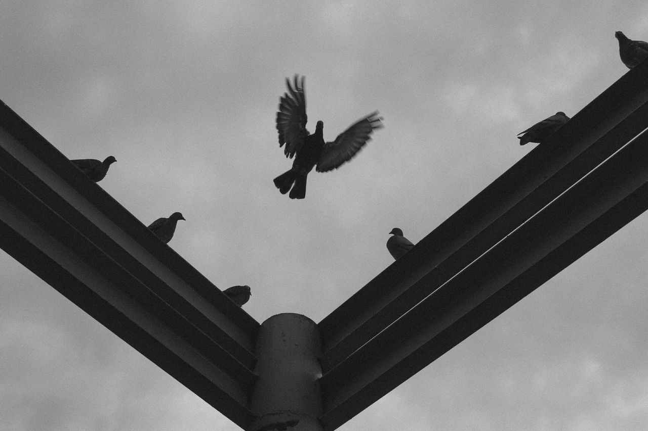 low angle view, architecture, built structure, building exterior, sky, statue, sculpture, bird, art and craft, history, art, architectural column, human representation, cloud - sky, flying, animals in the wild, animal representation, animal themes, famous place, outdoors