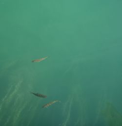 Fish swimming in sea