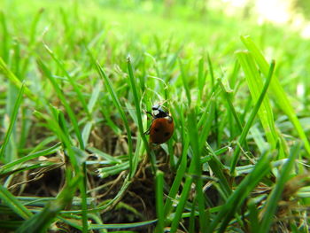 High angle view of ladybug on grass