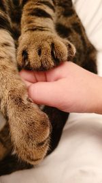 Close-up of cat lying on bed