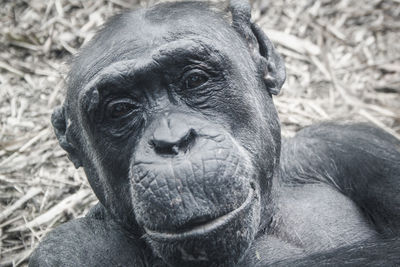 Close-up portrait of chimpanzee in forest