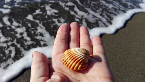 Cropped hand holding seashell at beach