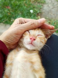 Midsection of person hand with cat