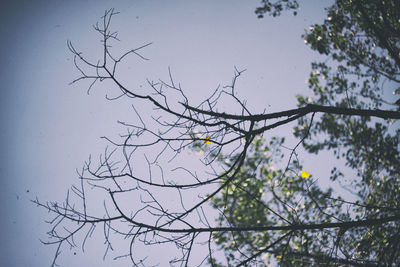 Low angle view of silhouette tree against sky