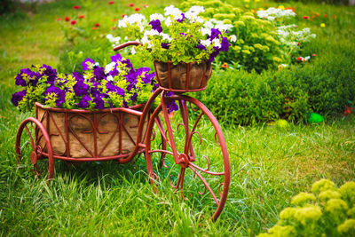 Close-up of flowers in park