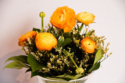 Close-up of orange flower against white background