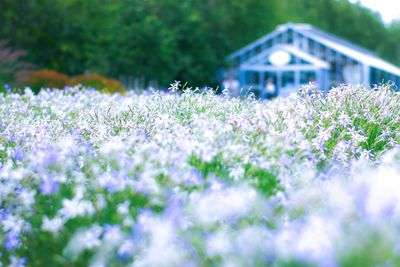 Close-up of purple flowering plants on land