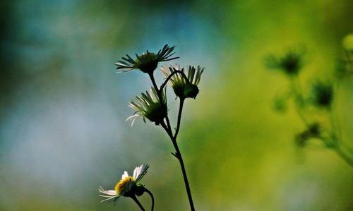 Close-up of flowers against blurred background