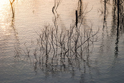 High angle view of dried plants in lake during sunset