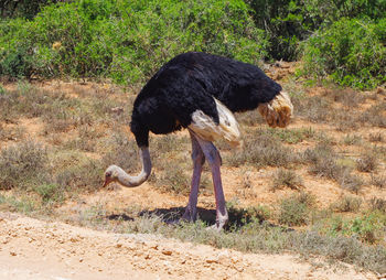 Full length of a bird on field