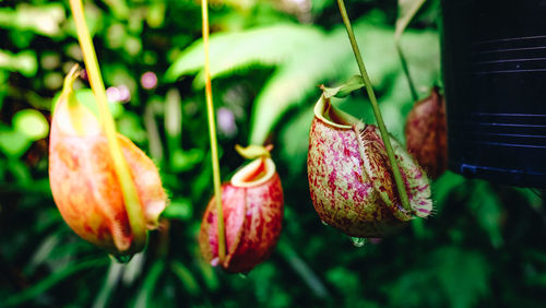 Close-up of purple flowering plant