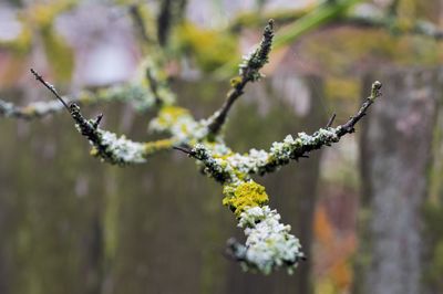 Close-up of white flowering plant