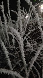 Close-up of snow on plants during winter