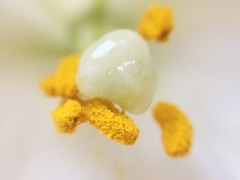 Close-up of yellow flower