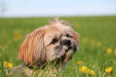 Close-up of a dog on field