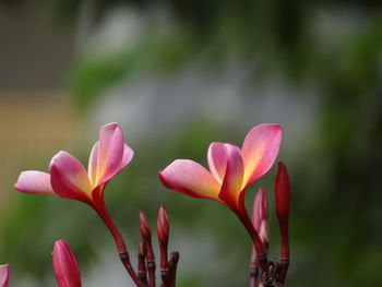 Close-up of pink flowering plant