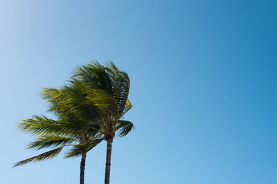 Low angle view of coconut palm tree against clear blue sky