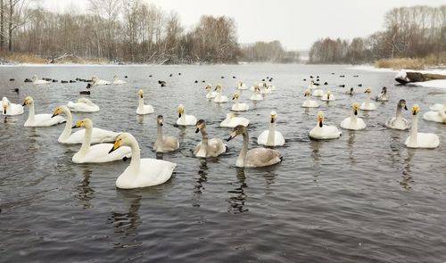 Wintering lake of whooper swans