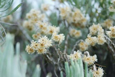 Close-up of white flowering plant