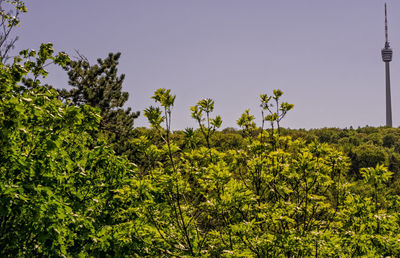 Low angle view of trees against clear sky