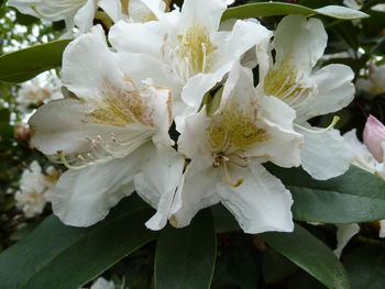 Close-up of white flowers blooming on tree