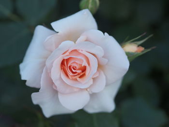 Close-up of white rose