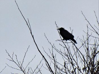 Low angle view of bird perching on branch against sky