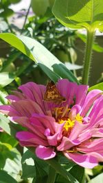 Close-up of honey bee on pink flower