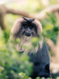 Portrait of a monkey