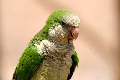 Close-up of green parakeet looking away