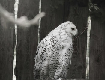 Close-up of owl on tree