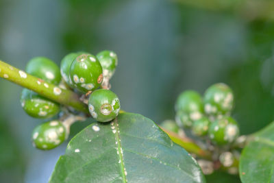 Close-up of fruit on plant