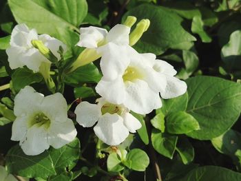 Close-up of white flowering plant