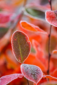 Beautiful red aronia leaves with a frosty edge. morning scenery in the garden. 