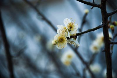 Close-up of white flowers on branch