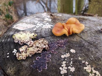 Close-up of mushrooms growing on wood