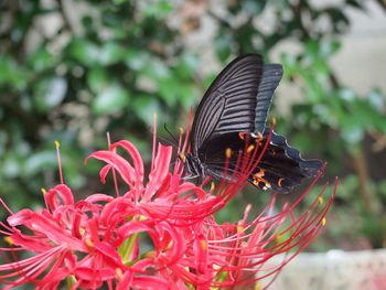 Close-up of butterfly on flower