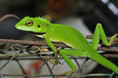 Close-up of lizard